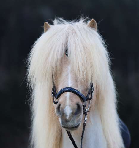 BRIDLE MIDAS