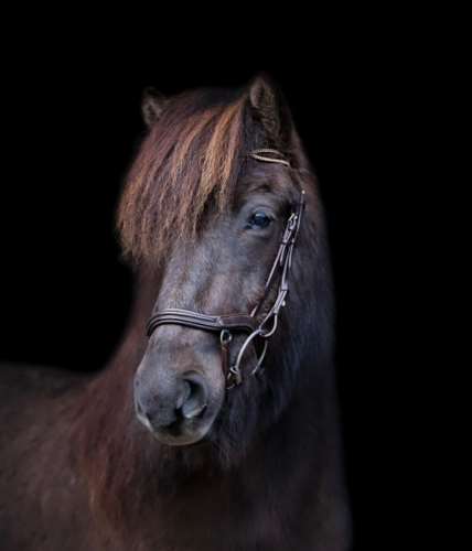 BRIDLE BERTA