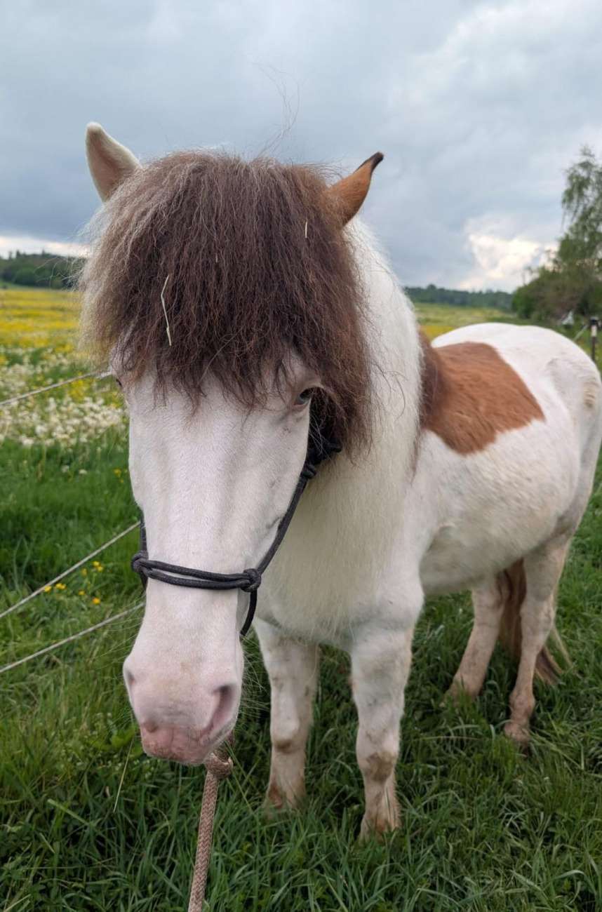 ...