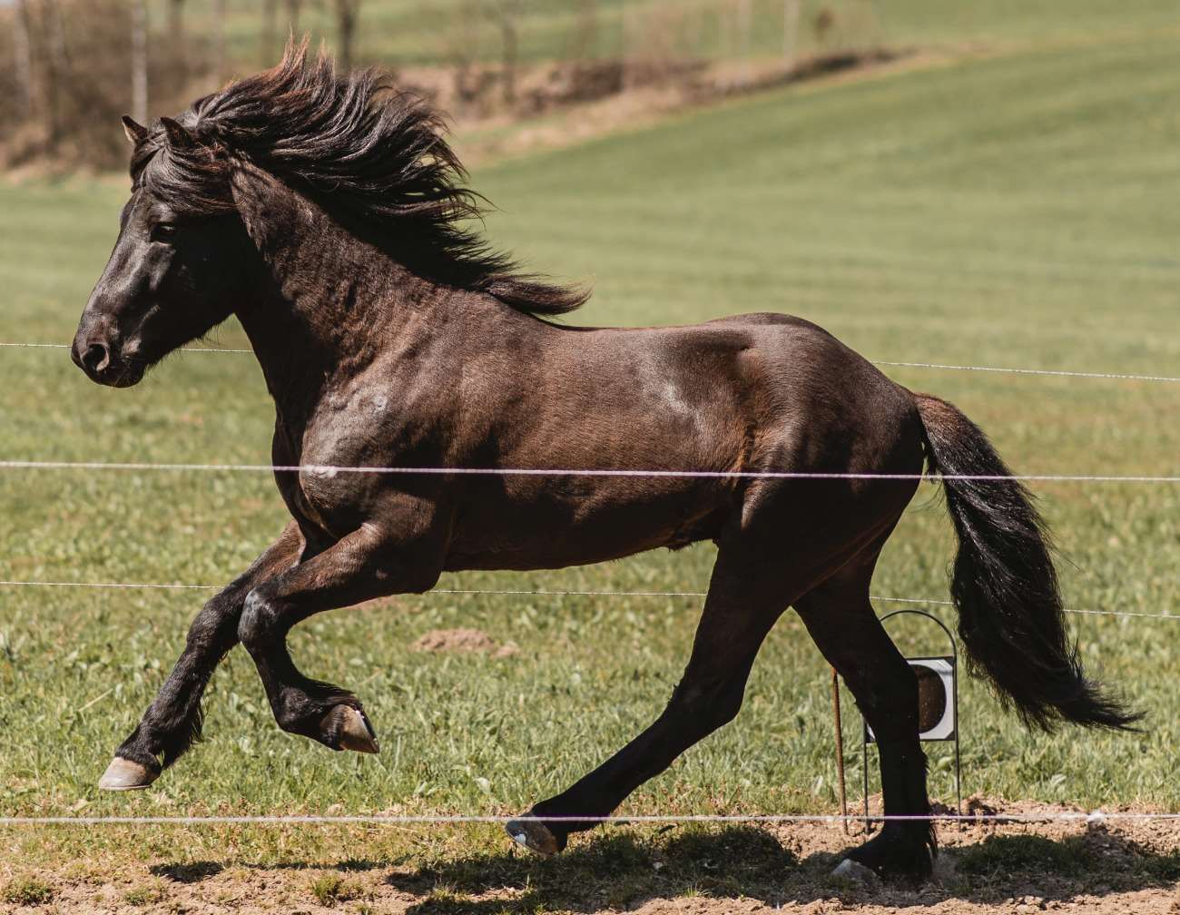 UNDRA Discover the world of Icelandic horses