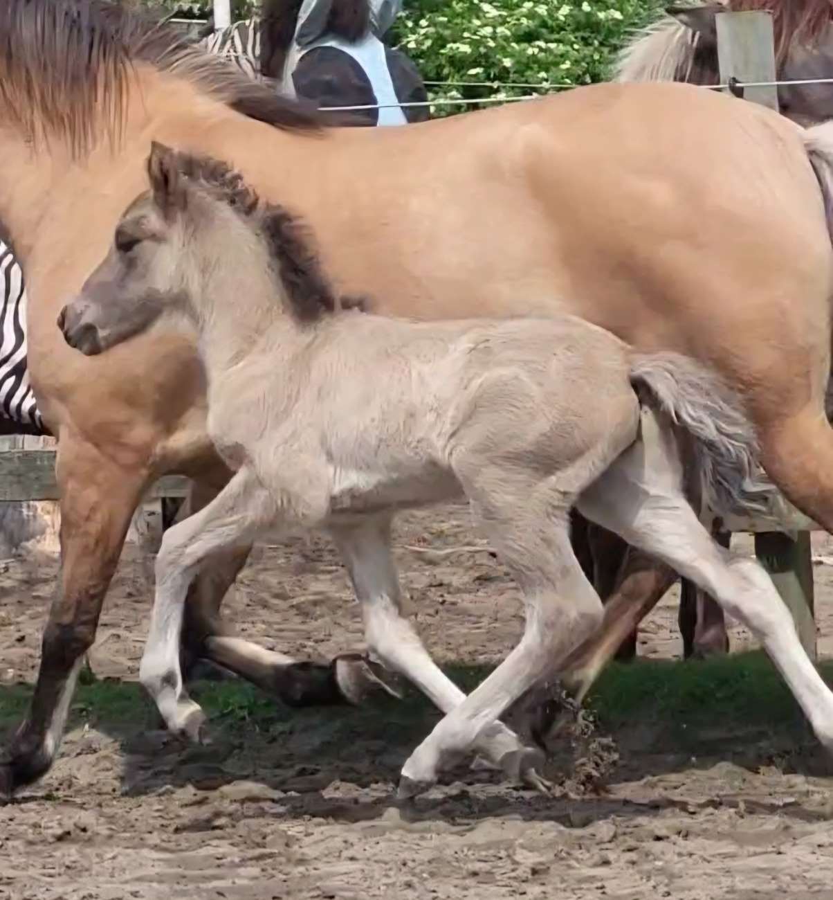 ...