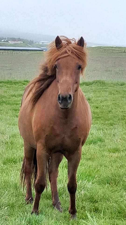 UNDRA Discover the world of Icelandic horses