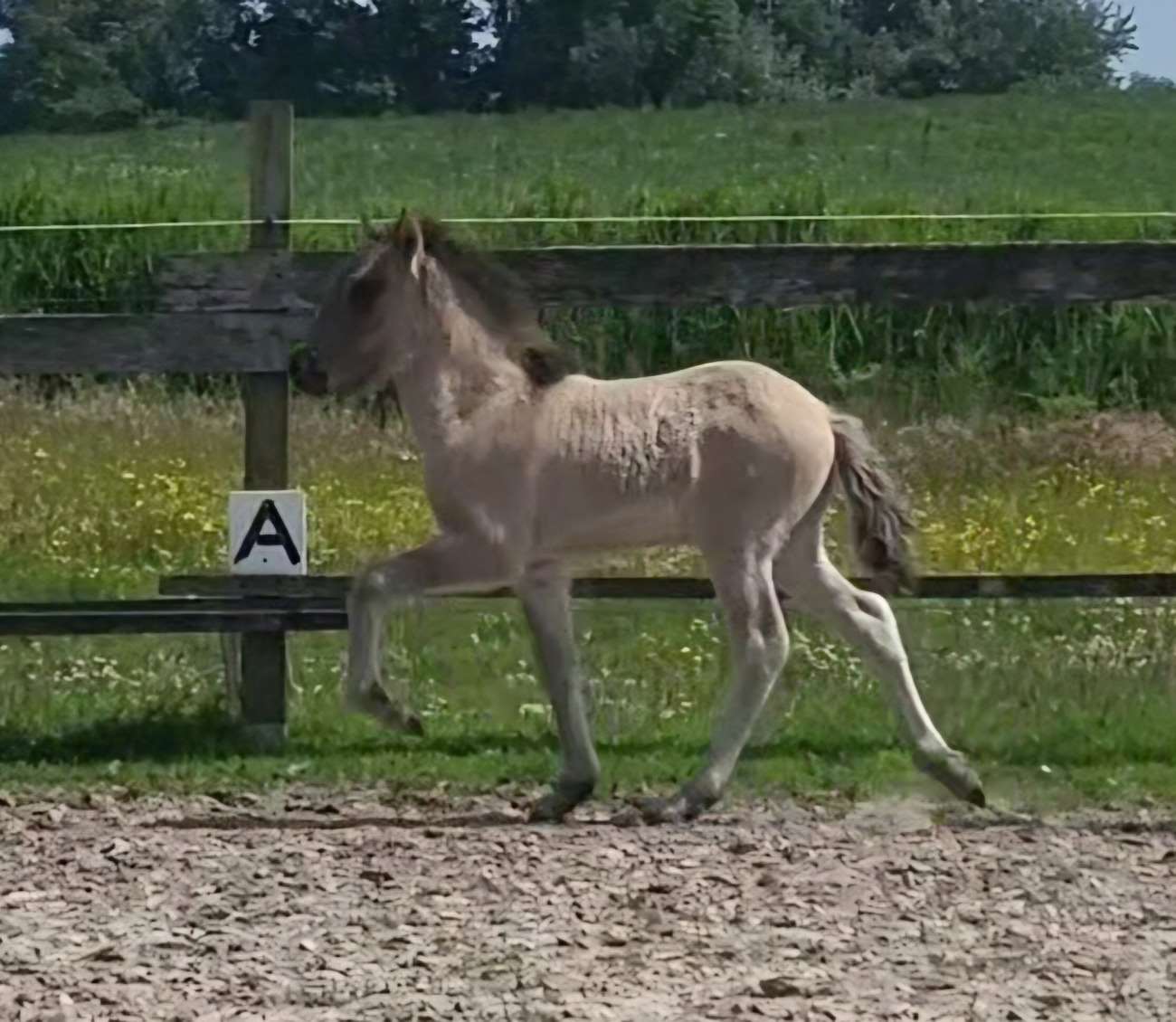 ...